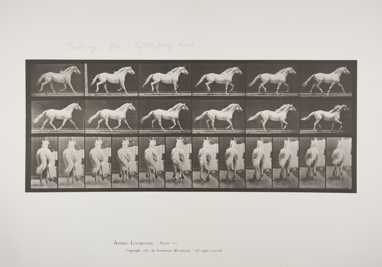 Animal Locomotion_Muybridge_596