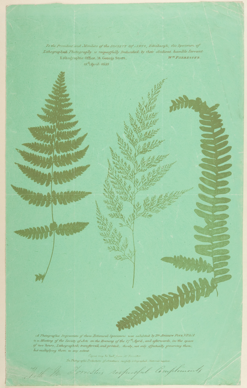 ms-dep_69-fern