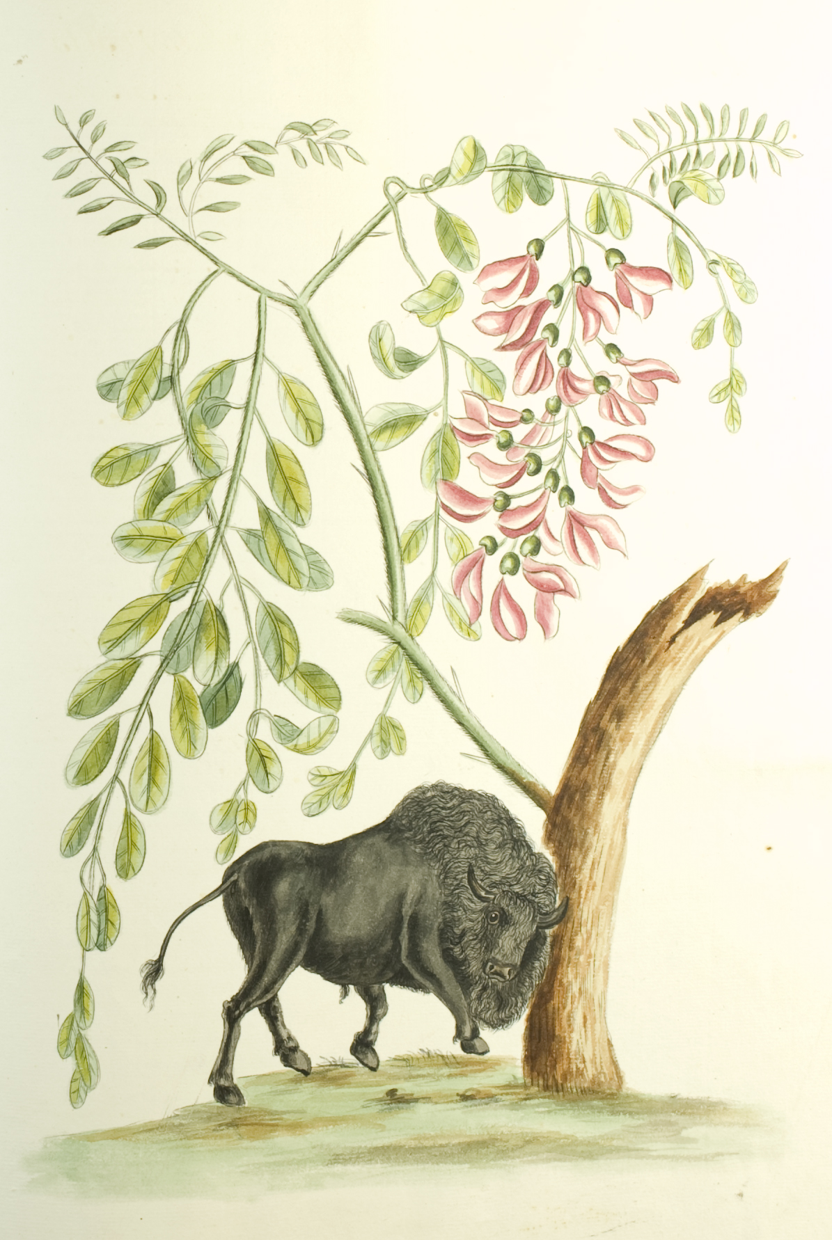 catesby american bison