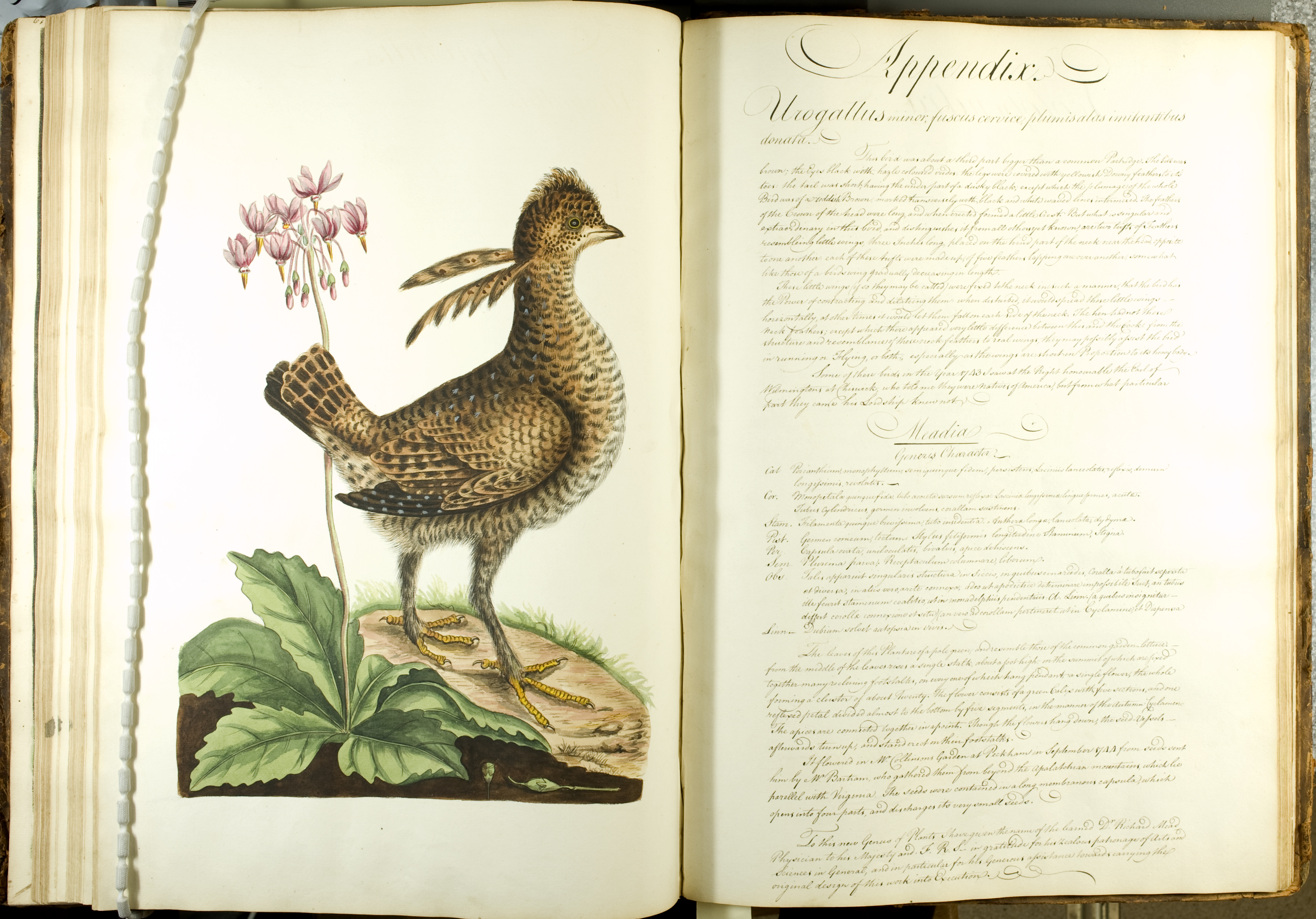 catesby appendix