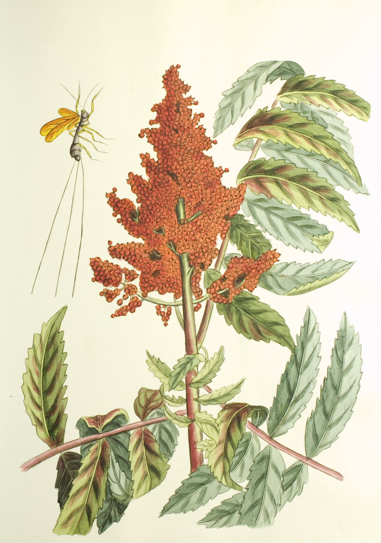 catesby berries and bugs