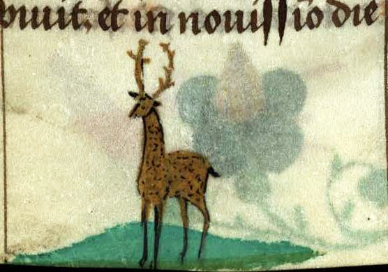 elk