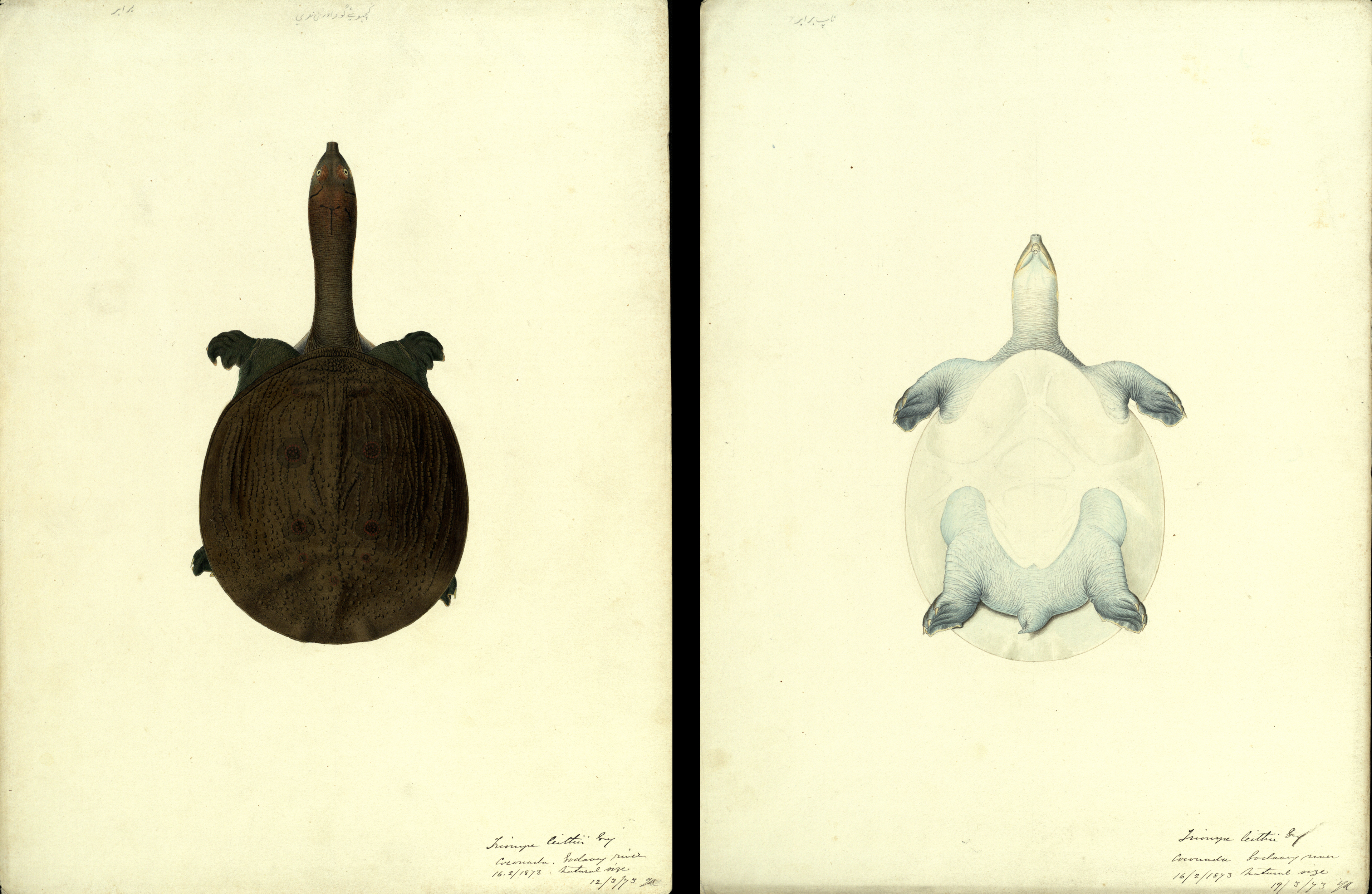 Top and underside of a softshell turtle from a river near Kakinada, 1873,