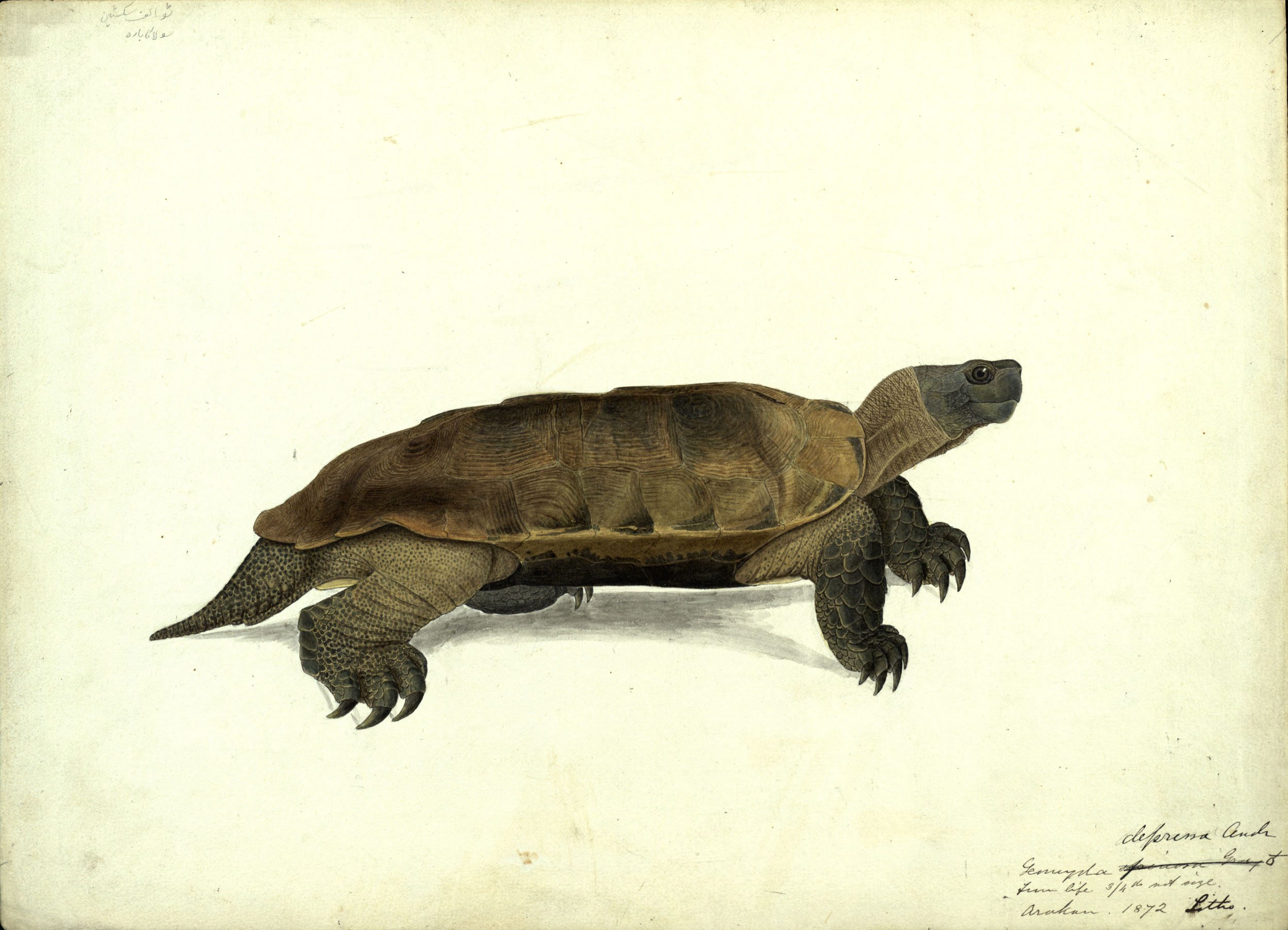 An Arakan forest turtle, 1872, by John Anderson (ms30413)