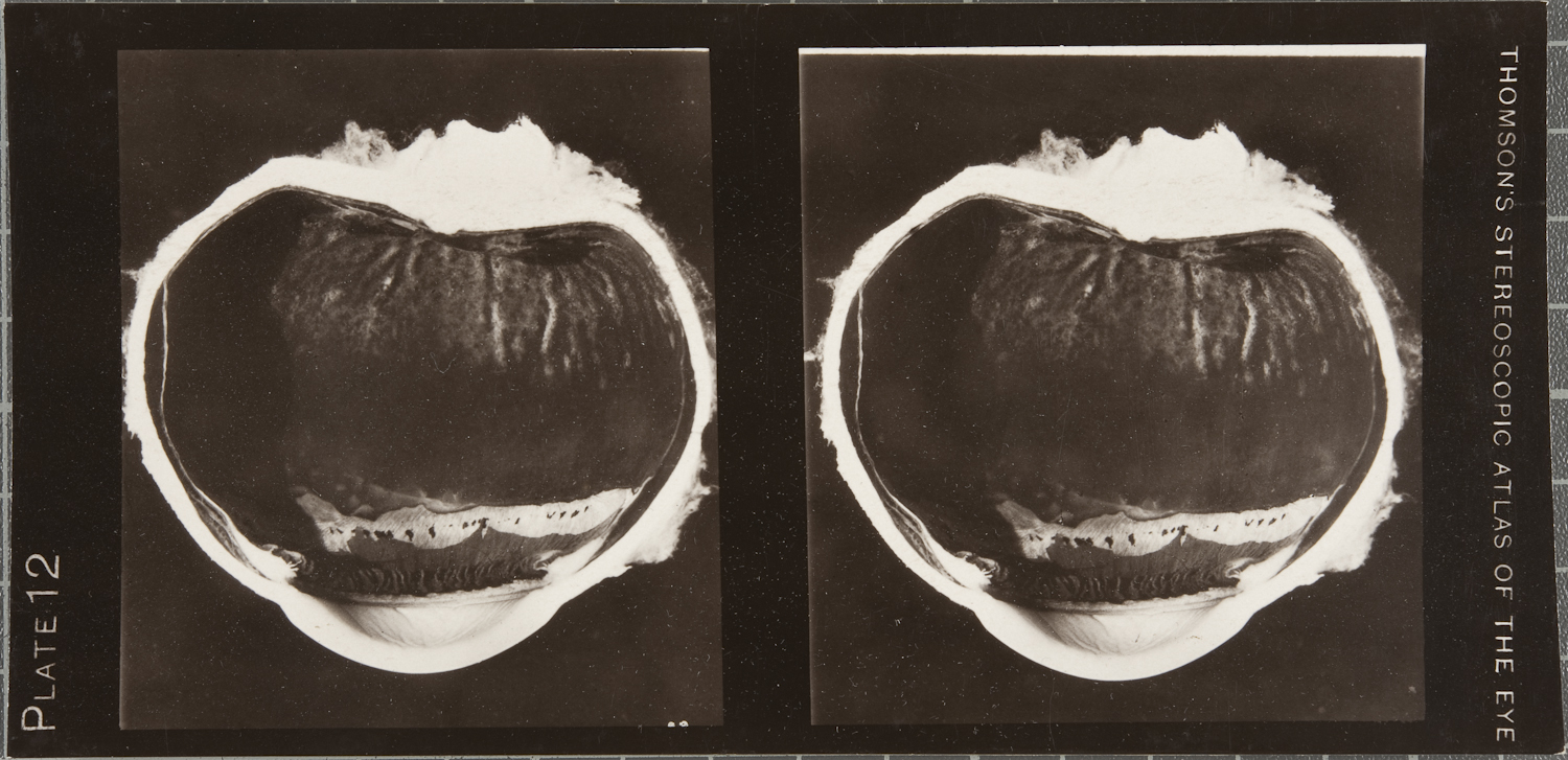 'Plate 12' from