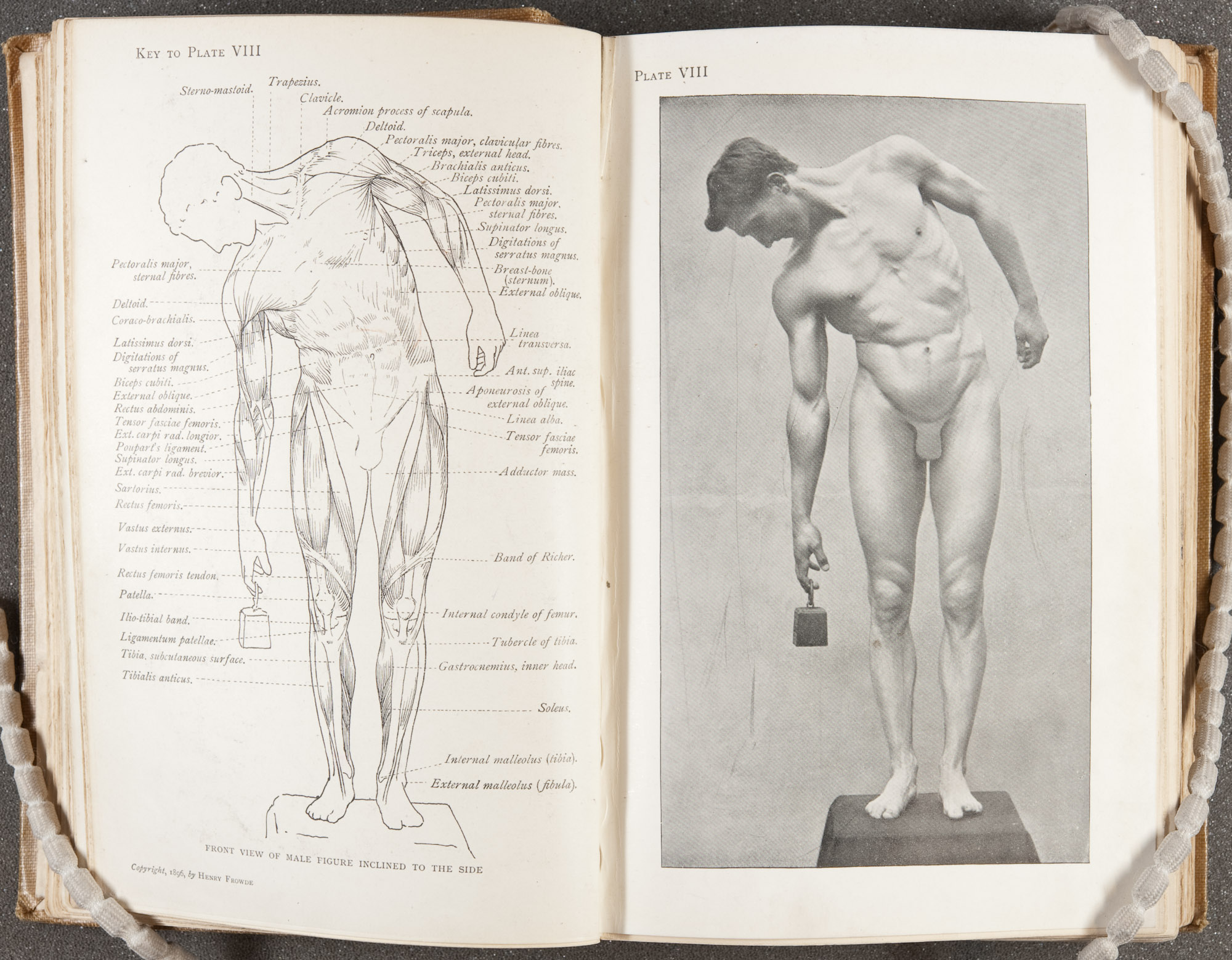 "Front view of male figure inclined to the side," page 62 of Arthur Thomson's A handbook of anatomy for art students (1896). St Andrews copy at Photo NC760.T5  