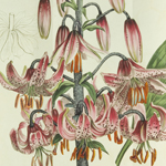 Week 1: Botanical Magazine