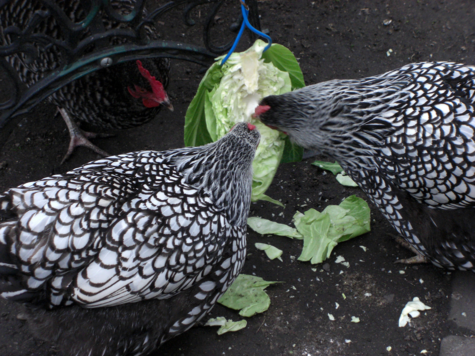 Dot and Marion enjoying some cabbage