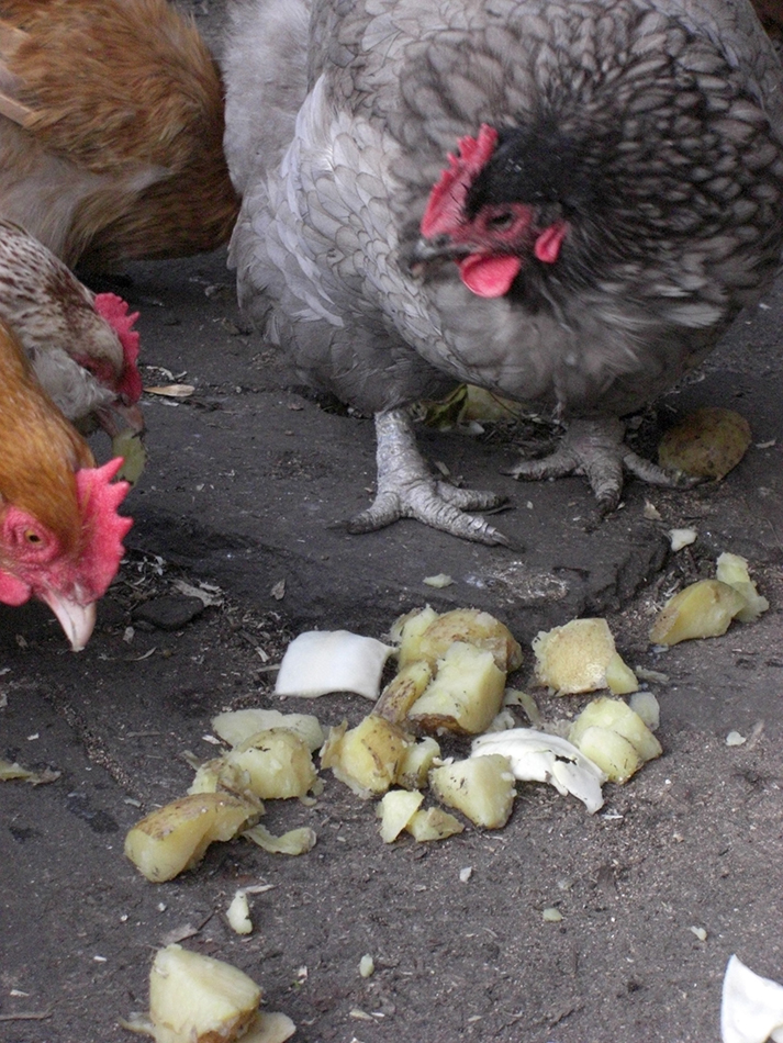 hmmm, I'm not sure about these potatoes