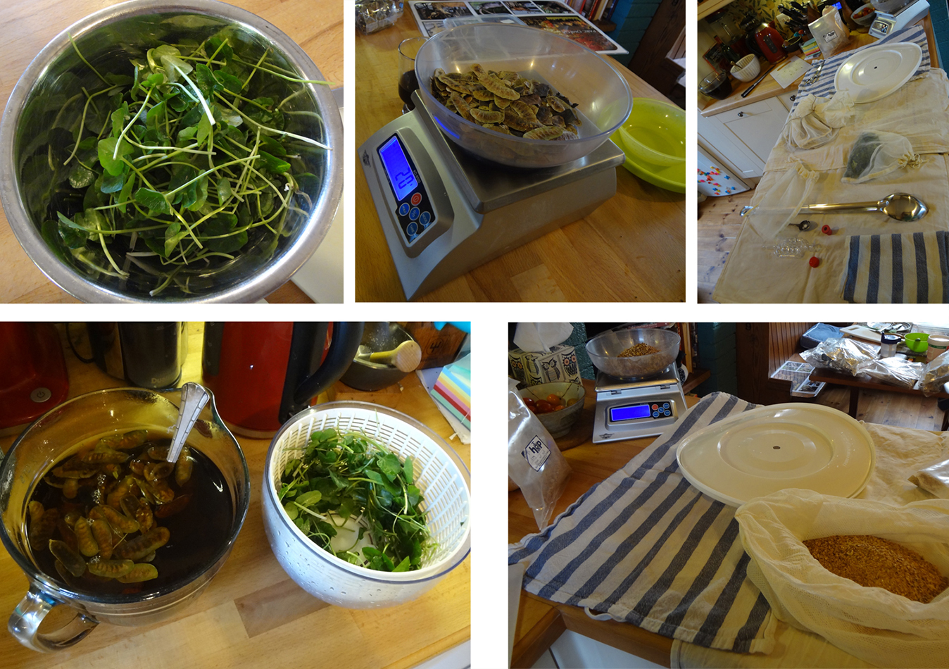 After foraging for Scurvy-grass, we got to work in our brewing laboratory (i.e. Marc’s kitchen). Clockwise from top-left: scurvy grass fresh from the coast, senna pods being carefully weighed out, sterilising our equipment, senna tea and cleaned scurvy-grass ready to go, barley and hops ready to be weighed out.