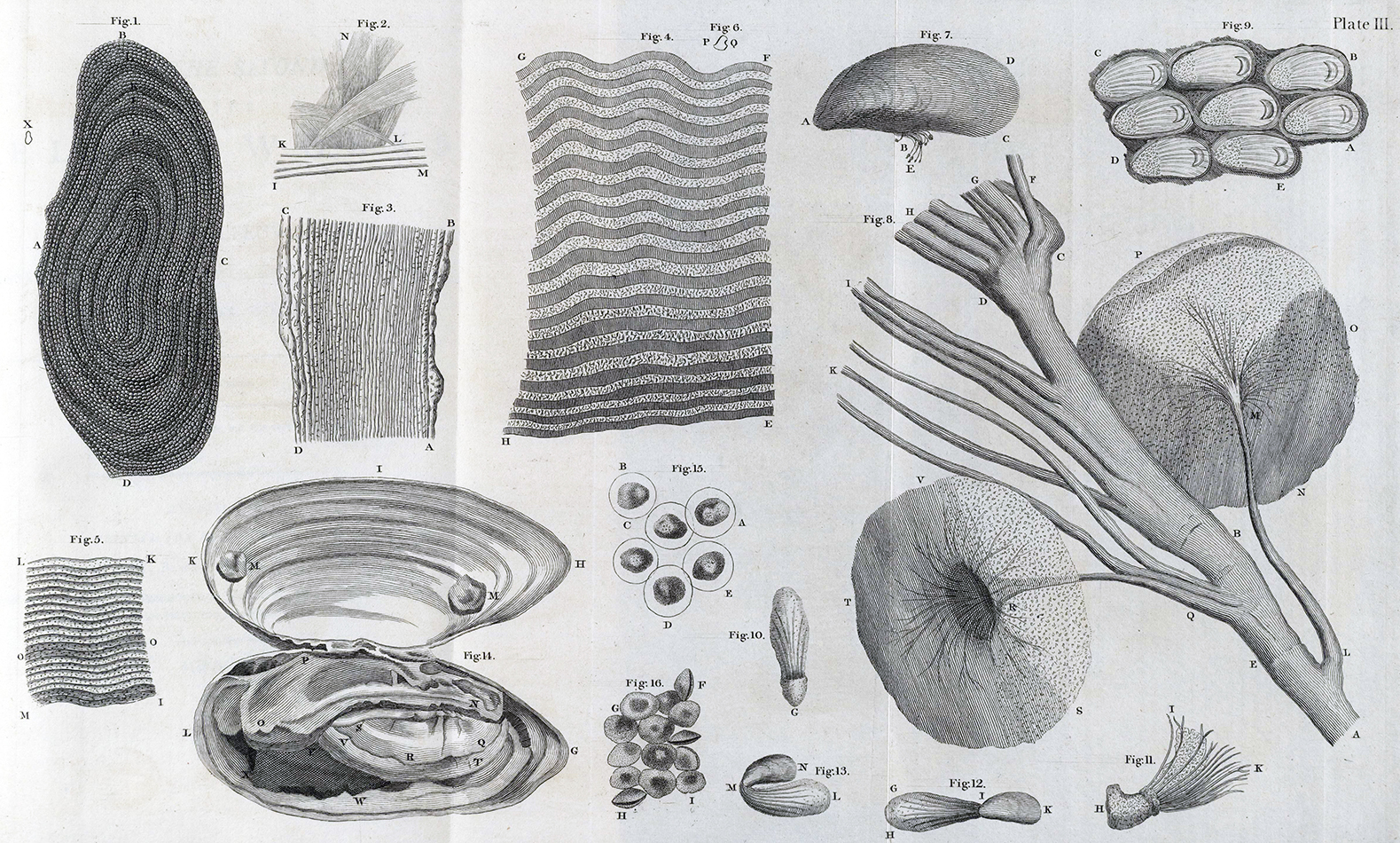 Structures observed from the examination of eel (Fig. 1-6), mussel (Fig. 7-15) and oyster (Fig. 16) sQH271.L2H7 Plate III. 