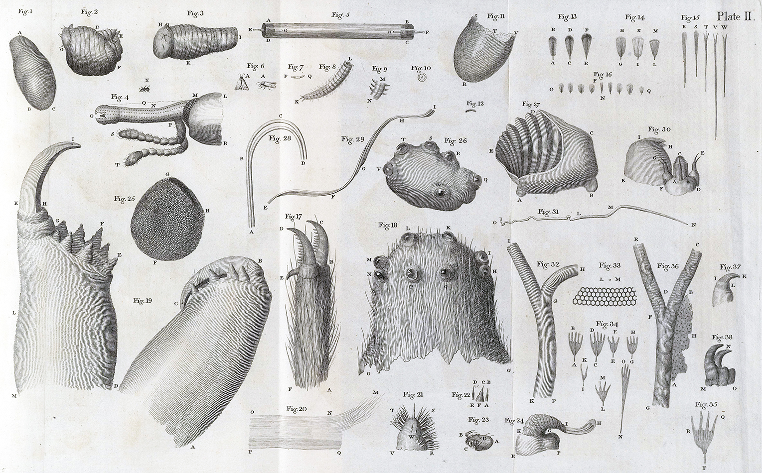 Various specimens from weevil (Fig. 1-5), moth (Fig. 6-16), spider (Fig. 17-24) and silkworm (Fig. 25-38) sQH271.L2H7 Plate II.