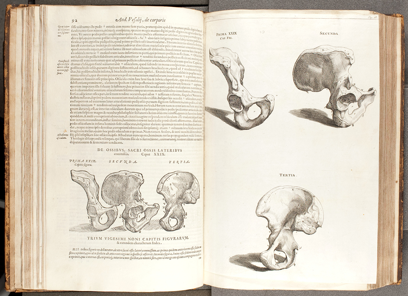 1 The Simson Collection copy of the 1568 edition of Vesalius' De Humani Corporis Fabrica Libri Septem (Sim QM21.V2) has been augmented with larger, more detailed illustrations cut from the 1725 edition.