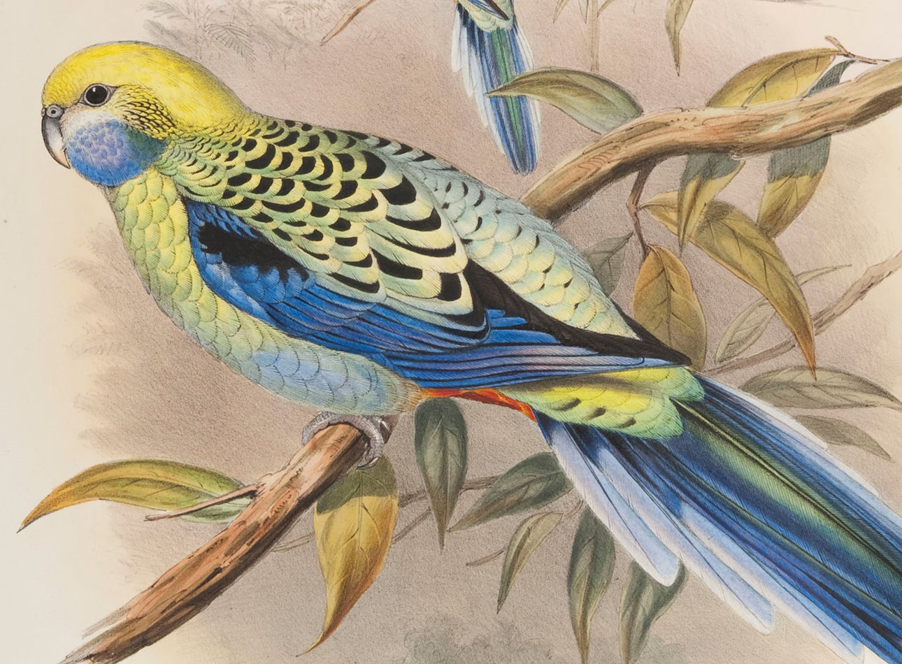 rff QL693.G7 Platycerus cyanogenus_1