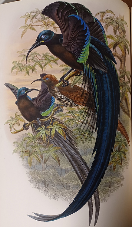 Illustration of a bird of paradise