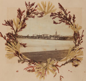 Image of seaweed circling a photograph of St Andrews taken from the West Sands